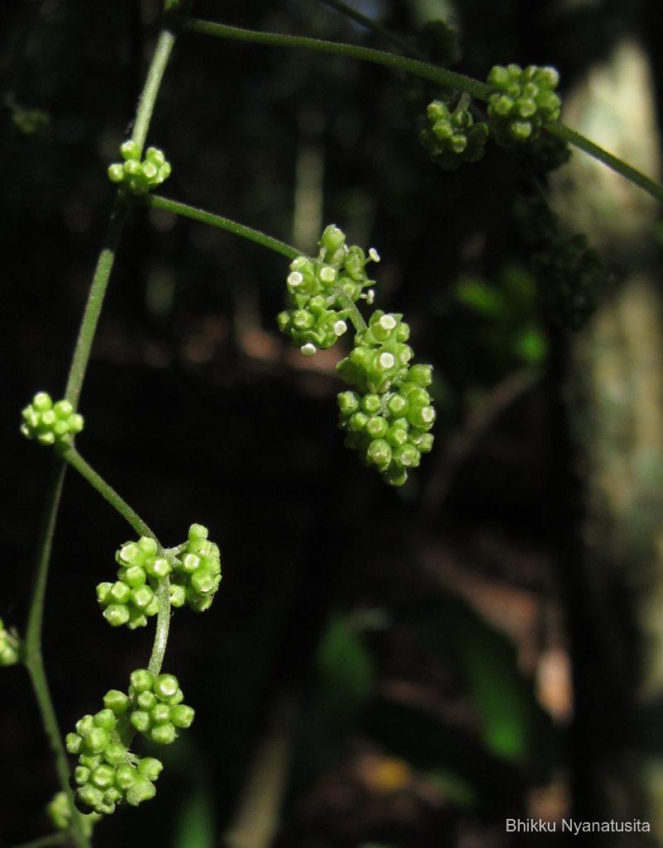 Cyclea peltata (Lam.) Hook.f. & Thomson